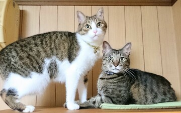 ファシリテートスクール　きらぼし学舎　ロゴ
