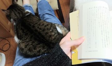 ファシリテートスクール　きらぼし学舎　ロゴ