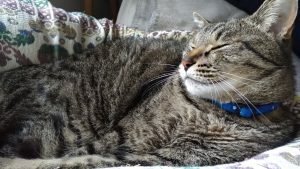 ファシリテートスクール　きらぼし学舎　ロゴ