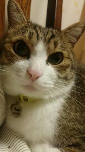 ファシリテートスクール　きらぼし学舎　ロゴ