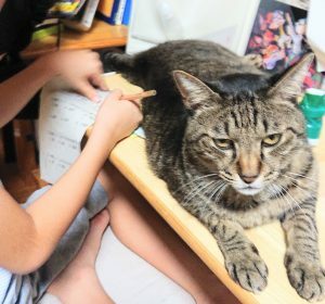 ファシリテートスクール　きらぼし学舎　ロゴ