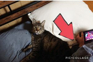 ファシリテートスクール　きらぼし学舎　ロゴ