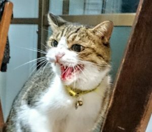 ファシリテートスクール　きらぼし学舎　ロゴ