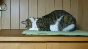 ファシリテートスクール　きらぼし学舎　ロゴ